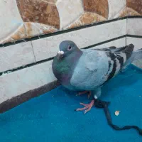 علاونه فای