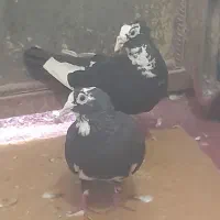 ۳جفت نروماده جفتگاهی خوب ویک ماده