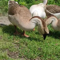 فروش غو غاز|حیوانات مزرعه|نوشهر, |دیوار