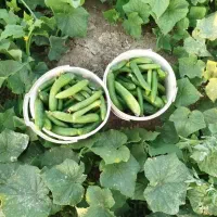 خیار برای خیار شور کیلوی40