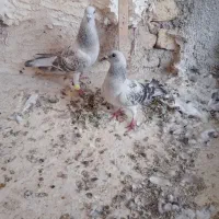 کبوتر