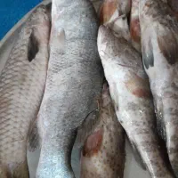 تور حلوایی ۶۰ چشم