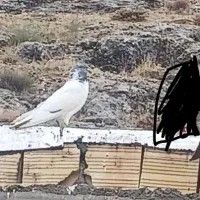کفتر|پرنده|لردگان, |دیوار