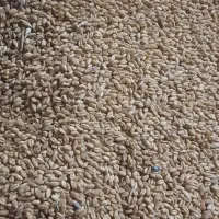 فروش گندم پیشگام