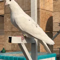 کفتر کبوتر پرشی