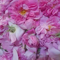 گل محمدی|گل و گیاه طبیعی|اسدآباد, |دیوار