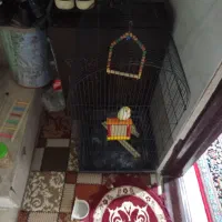 طوطی‌بر‌زلی