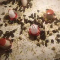 جوجه بلدرچین پنج روزه ژاپنی تخمگذار و گوشتی