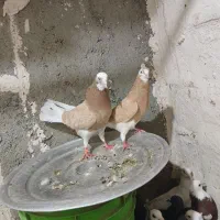 کبوتر شازده