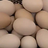 تخم مرغ رسمی