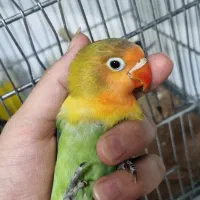 کوتوله برزیلی جوان و سالم