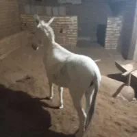 فروش یک راس الاغ ماده سه ساله