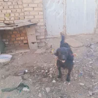 سگ پاپی