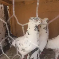 ۳ تا کفتر خوب پرشی