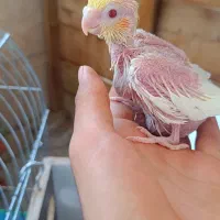 عروس هلندی سرلاکی