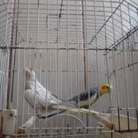عروس هلندی