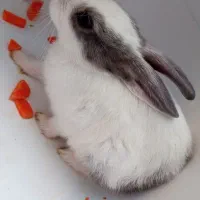 خرگوش