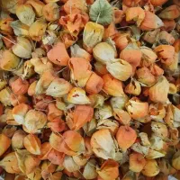 گیاه دارویی عروسک پشت پرده/کاکنج/فیسالیس/کاکنه