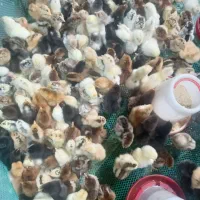جوجه محلی اصل لری همه نژاد