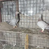 یک جفت سار خوشگل