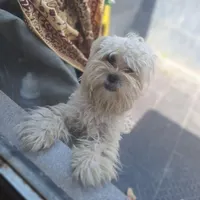 سگ پاکوتا