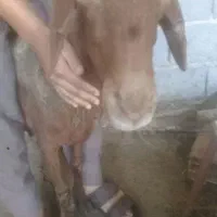 گوسفند جوان