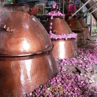 گلابچی . فروش ویژه عرقیات عمده