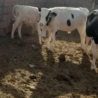 گوساله