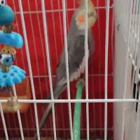 عروس هلندی ماده