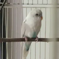 مرغ عشق