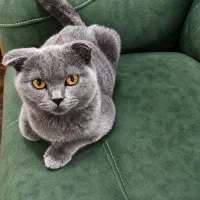 گرمه اسکاتیش