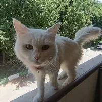 گربه نژاد پرشین نر