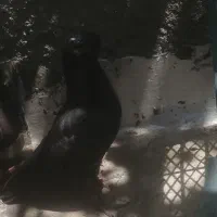 کفتر|پرنده|الیگودرز, |دیوار