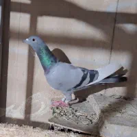 کبوتر سبز خطی نشون دار