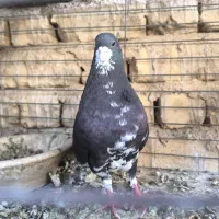 جفت شهری سیاه بی عیب وطوق زرد 2کاکله ماده