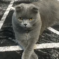 گربه