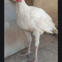 بوقلمون گوشتی بیوتی