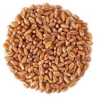 گندم سوپر درجه یک آبی