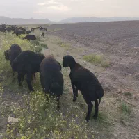 قوچ|عمده‌فروشی|زنجان, |دیوار