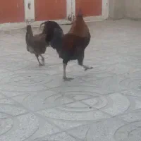 خروس چاق و چله