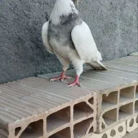 طوقی هفت رنگ الماسی