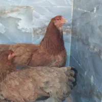 دو عدد مرغ برهما غول پیکر