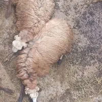 فروش ۶ گوسفند ماده