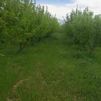 فروش باغ