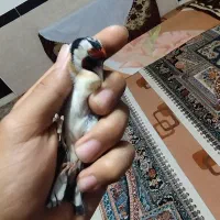 سهره نر