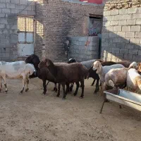 میش داشتی