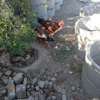 مرغ و خروس محلی