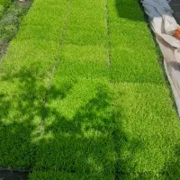 نشا برنج هاشمی
