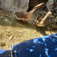 قو غاز  نر و ماده