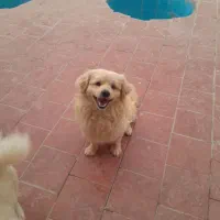 پامر اشپیتز